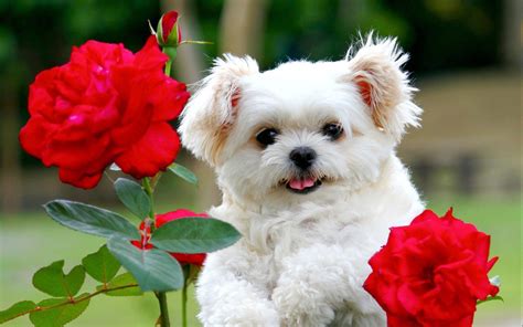 puppy  flowers wallpapers wallpaper cave