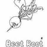 Coloring Pages Root Beet Vegetable Hellokids sketch template