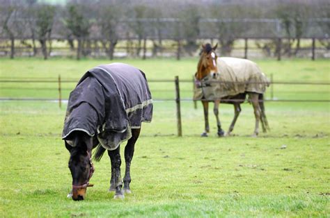 care   horses paddock  horse magazine