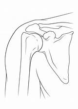 Shoulder Joint Sketch Drawing Anatomy Drawings Myhealth Alberta Ca Paintingvalley Sketches sketch template