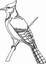 Biopedia Aves sketch template