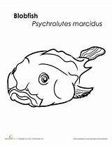 Coloring Blobfish Fish Pages Worksheet Choose Board sketch template