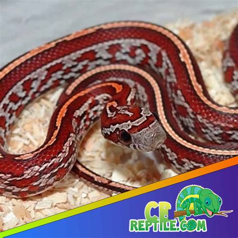 tessera corn snake  sale tessera corn snake price  cost