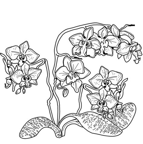 orchid coloring page sad quotes  family problems tagalog