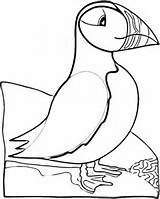 Puffin Atlantic Ptaki Kolorowanki Puffins Dzieci Designlooter Papageientaucher Ausmalbild Animales sketch template