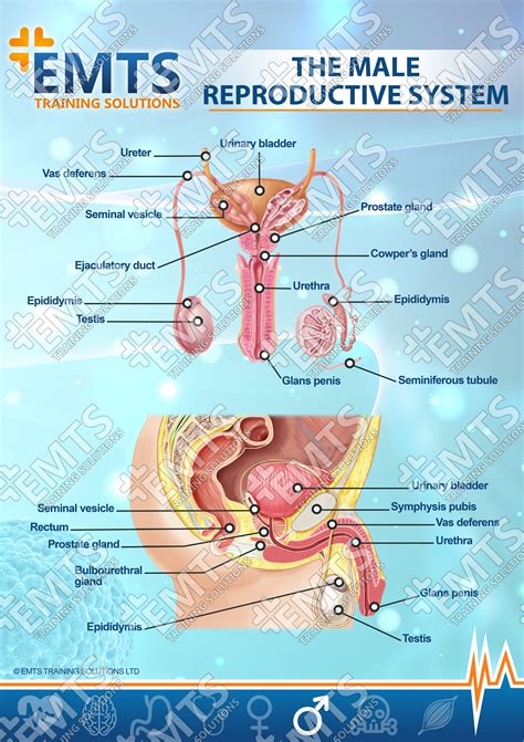 male reproductive system picture with label