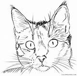 Cat Face Coloring Pages Printable Coloring4free Related Posts sketch template