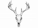 Skull Deer Drawing Tattoo Vector Easy Animal Skulls Illustration Head Antlers Tattoos Sketch Stag Google Clip Search Flowers Getdrawings Tatoo sketch template