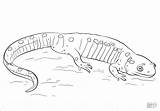 Salamander Salamandra Ausmalbilder Ausmalbild Amphibien Dibujar Supercoloring Coloringbay Realista Kategorien sketch template
