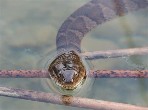 northern water snakes facts fiction  phobias oakland county blog