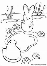 Coloring Peeps Pages Marshmallow Printable Easter Coloring4free Color Kids Print Book Preschool Bunny Marshmallows Sheets Getdrawings Getcolorings Hopscotch sketch template