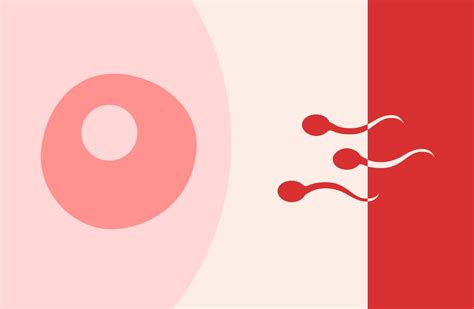 Can You Get Pregnant On Your Period Period Sex