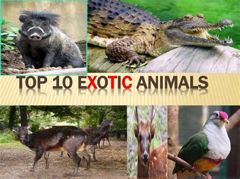 top  exotic animals