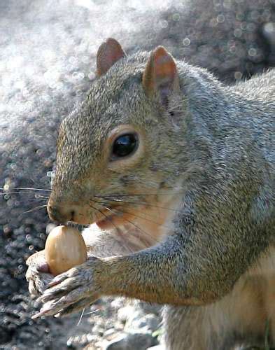 Grey Squirrel S Long Claws And Acorn Closeup