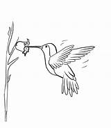 Hummingbird Coloring Pages Kids Printable Bird Cute Hummingbirds Drawing Colouring Bestcoloringpagesforkids Books Coloringbay Choose Board Yahoo Search sketch template