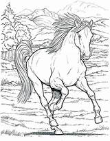 Coloring Draft Horse Pages Getcolorings sketch template
