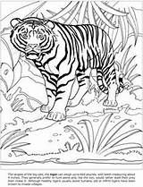 Coloring Pages Animal Bear Kids sketch template