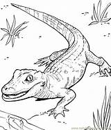 Coloring Pages Reptiles Amphibians Template sketch template