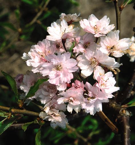 Double Weeping Japanese Cherry Tree Form Natorp S Online