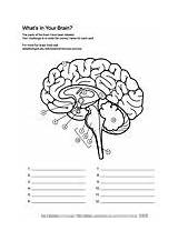 Askabiologist Asu Biology Biologist Gcse Physiology Neuroscience Abrir sketch template