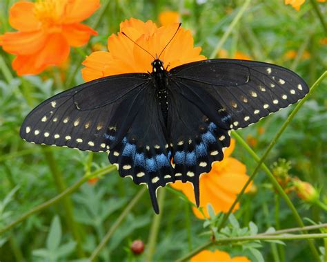 black swallowtail butterfly identification facts and pictures