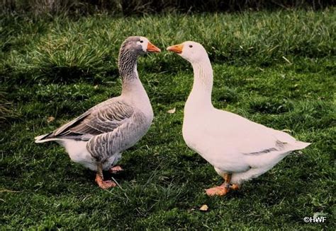 ♥ ~ ♥ geese ♥ ~ ♥ pilgrim geese auto sexing female left male on right