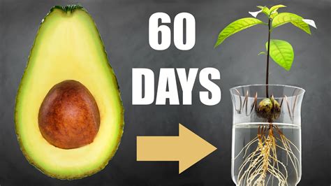 🥑 Avocado Tree From Seed In Water 60 Days Time Lapse Youtube Free