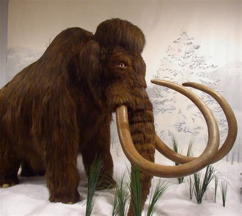 woolly mammoth prehistoric animals wooly mammoth extinct animals