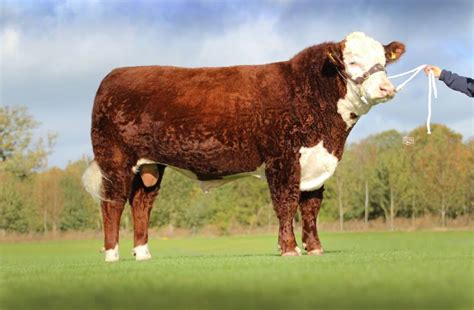 beef cattle breeds cattle breeding cattle genetics scawfell genetics