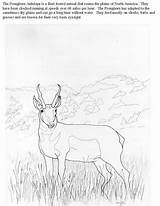 Pronghorn Coloring Antelope Designlooter Deer Mule Boar Moose Wild 68kb sketch template
