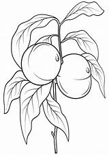 Peach Coloring Pages Print sketch template