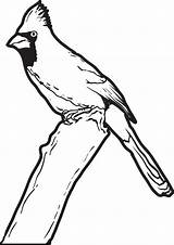Cardinal Bird Sheets Designlooter sketch template