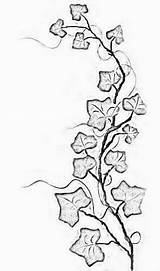 Ivy Vine Tattoo Vines Drawing Tattoos Leaf Flowers Sketch Line Outline Thin Small Simple Leaves Drawings Wall Draw Drawn Women sketch template