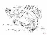 Coloring Crappie Pages Fish Printable Perch Drawing Drawings Supercoloring Fishing Adult sketch template