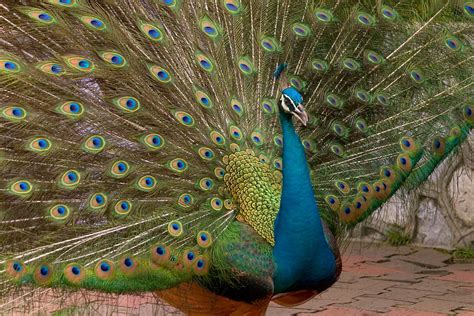 india wild life  peacock