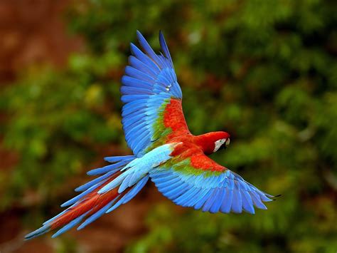 wildlife   world beautiful parrot wallpapers