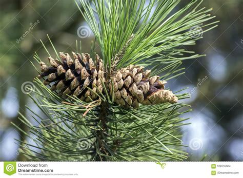 Two Pine Cones On Branches With Needles On The Tree In The
