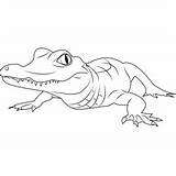 Alligator Coloringpages101 sketch template