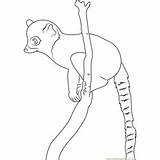 Lemur Tailed Youngest sketch template