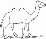 Desert Coloring Animals Camel Kids Coloringbay sketch template