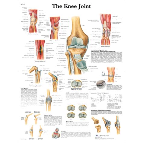 scientific  knee joint chart english