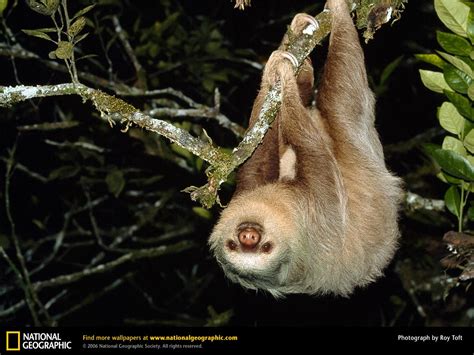 sloth animal wildlife