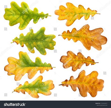 autumn oak leaves images stock  vectors shutterstock