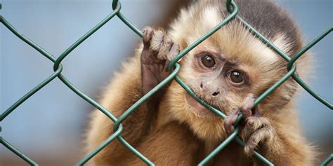 monkey business secret plan  florida breeding facility outrages public huffpost
