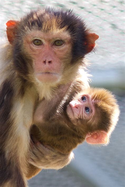 rhesus monkey  newborn infant california national primate research center
