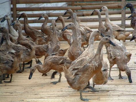 prospek peternakan bebek cukup menjanjikan solusi  pensiun bebek