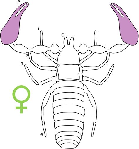 Sexual Dimorphism In The Arachnid Orders [peerj]