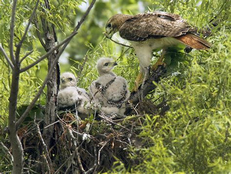 red tailed hawk nest pets