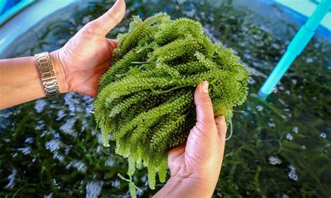 seasolv enables waste  multiproduct biorefinery  seaweed agro chemistry