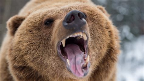 roar grizzly animal grizzly bear  ultra hd wallpaper
